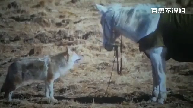 狼仔格林救主